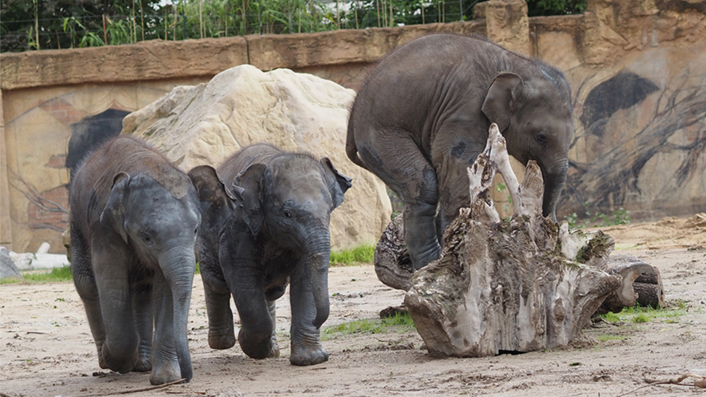 Die Halbgeschwister von Ranis Tochter vlnr Bao Ngoc Zaya Mitte Akito Baumstamm © Zoo Leipzig