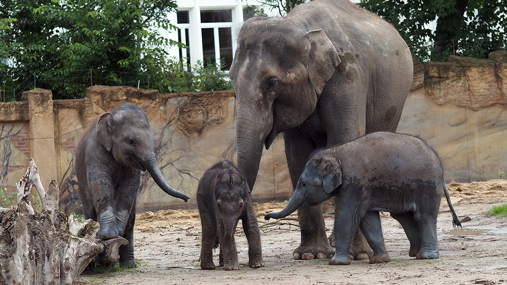 Elefantenjungtier Nr 4 mit Mutter Rani und Jungtier Akito links und Bao Ngoc (rechts) © Zoo Leipzig