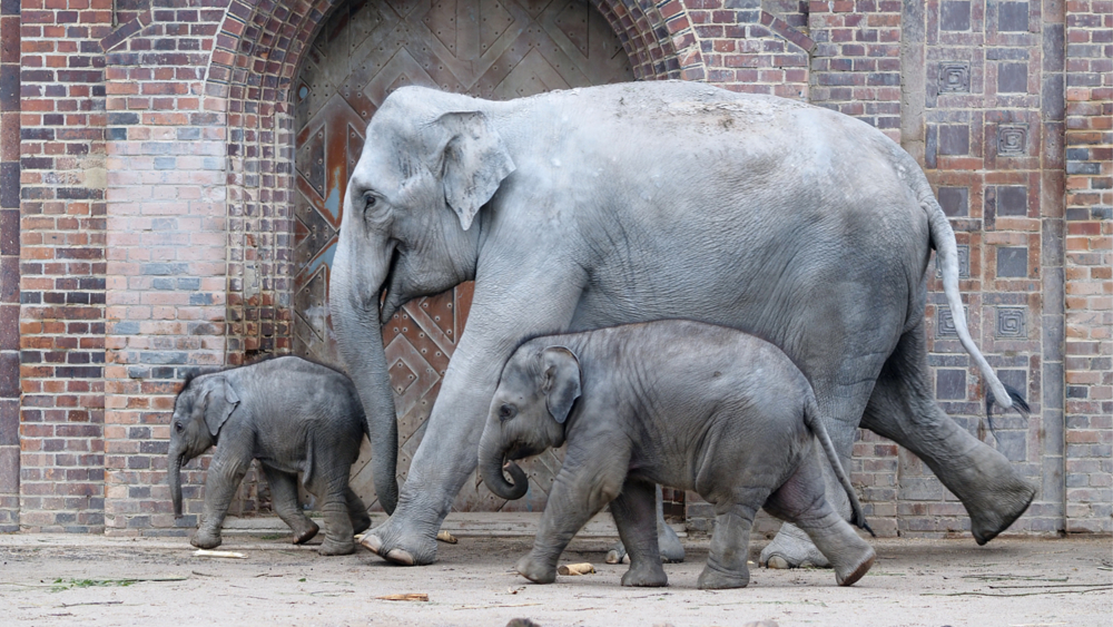 Elefantenkuh Rani mit Tochter vor Rani und Bao Ngoc, Tochter von Thuza im Vordergrund © Zoo Leipzig