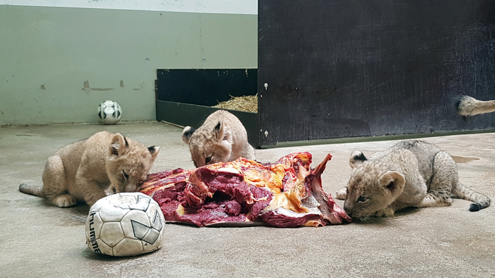 Löwenjungtiere fressen mit © Zoo Leipzig