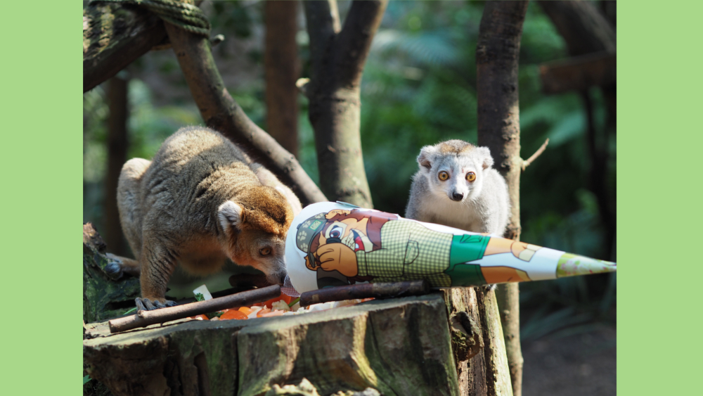 Schulanfang bei den Kronenmakis ©Zoo Leipzig