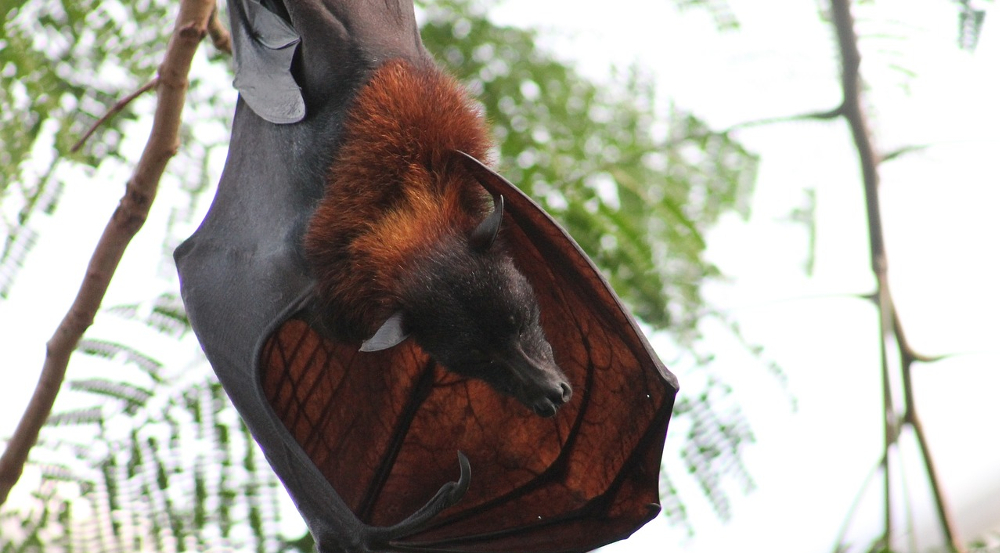 Fledermäuse leben viele in Sachsen ©Symbolbild (Pixabay)