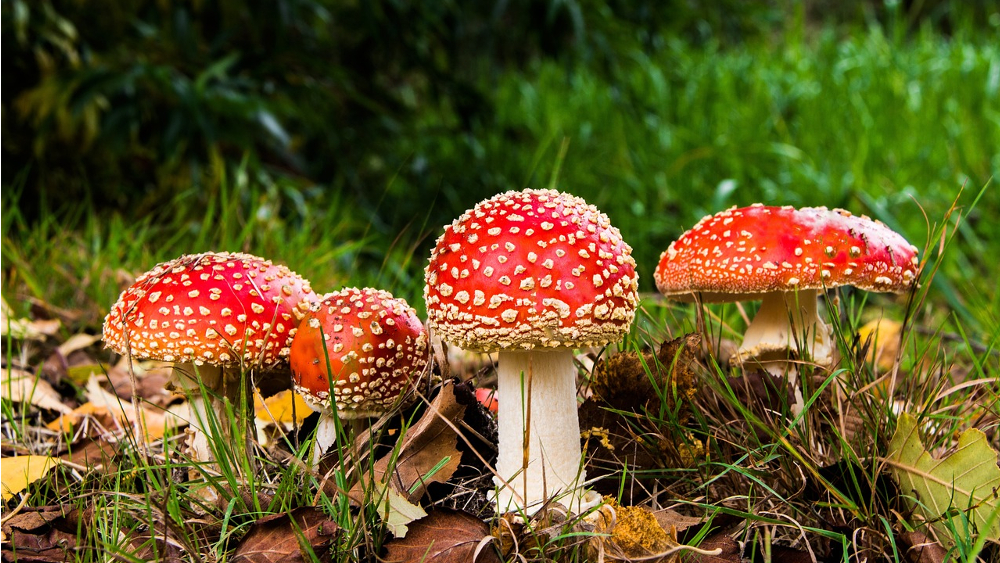 Fliegenpilze zählen zur Gattung der giftigen Pilze ©Symbolbild (Pixabay)