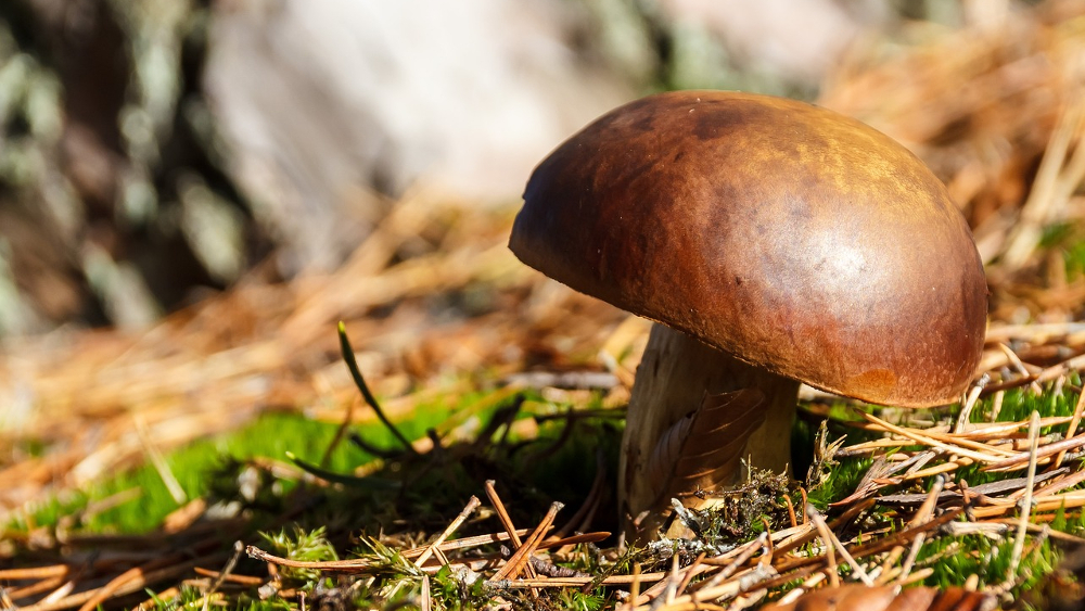 Steinpilze zählen mit zu den beliebtesten Speisepilzen ©Symbolbild (Pixabay)