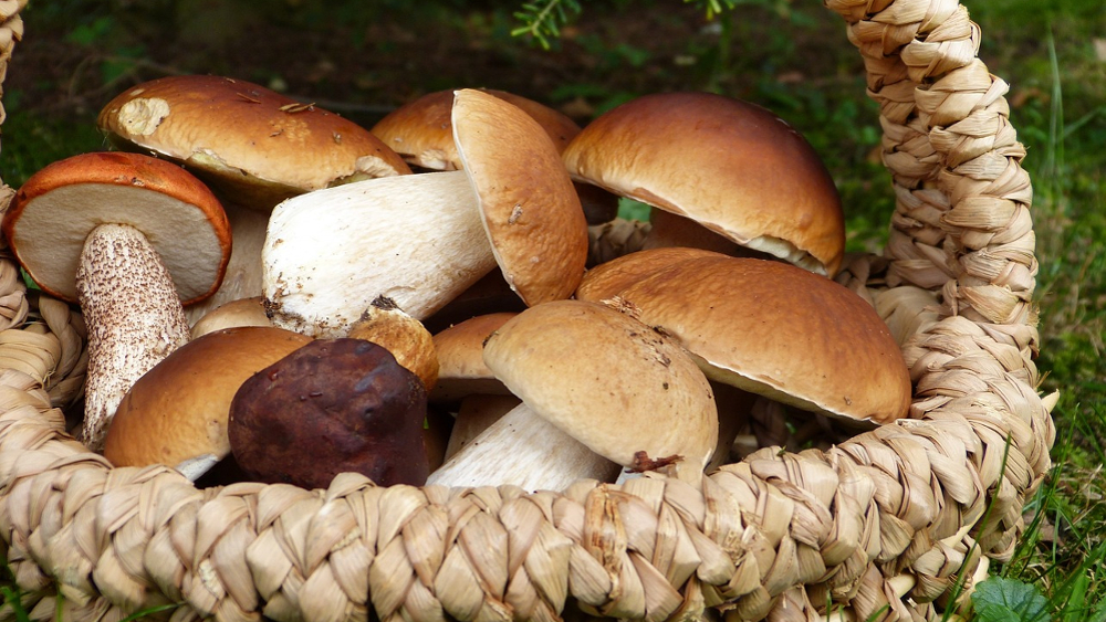 Zum Wochenende und darüber hinaus bietet das Wetter beste Bedingungen für Pilzsammler ©Symbolfoto (Pixabay)