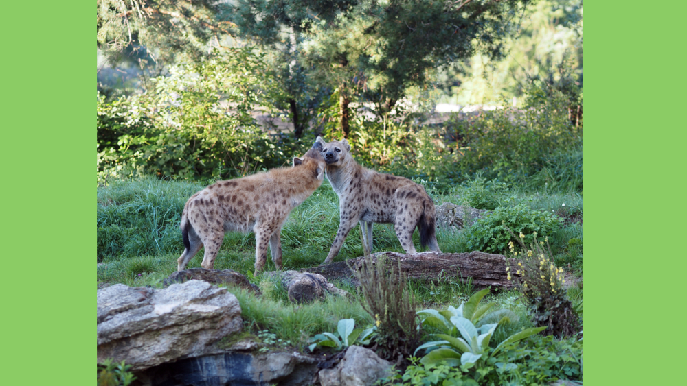 Tüpfelhyänenweibchen Dara und Sahara auf der Freianlage ©Zoo Leipzig