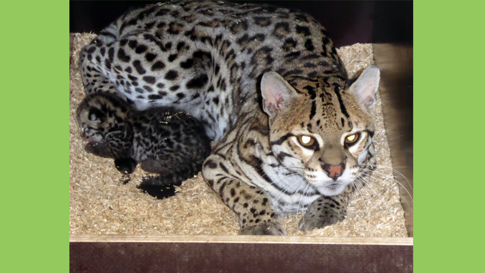 Ozelotkatze mit Jungtier in der Wurfbox © Zoo Leipzig