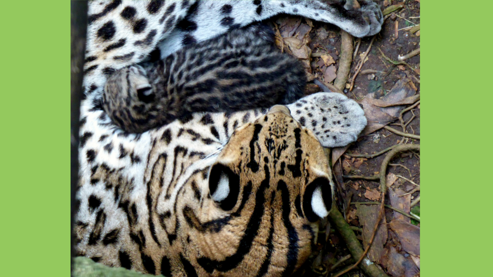 Ozelotnachwuchs mit Mutter Daphne auf der Anlage © Zoo Leipzig