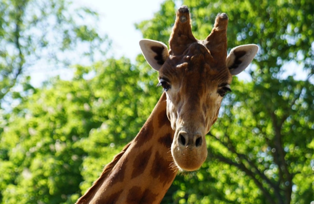 Foto: Zoo Dresden