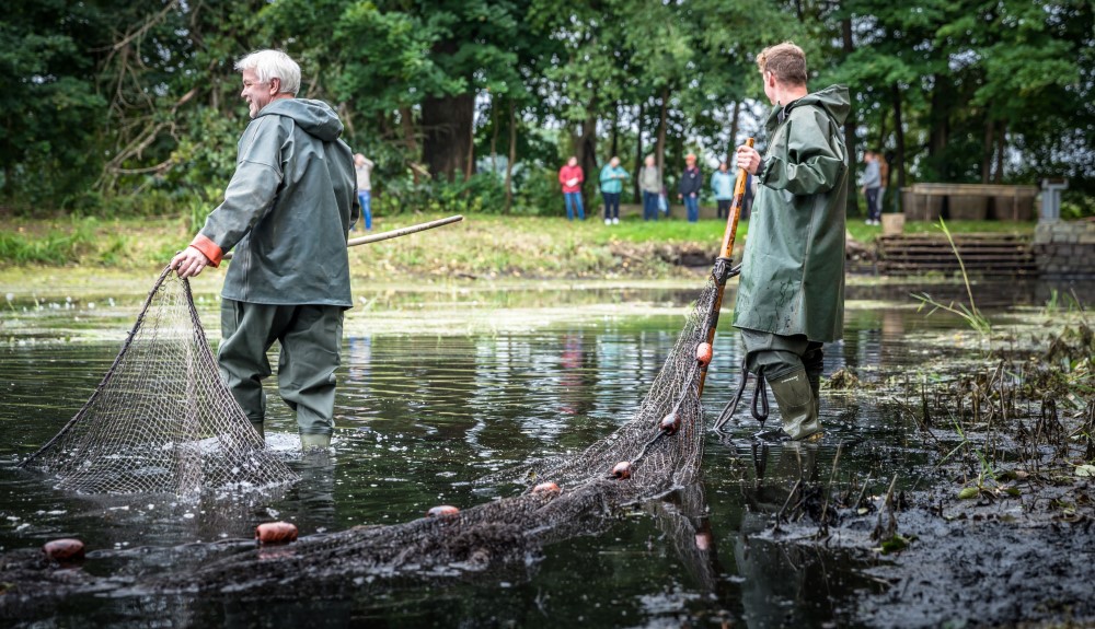 Abfischen in Rietschen bei den Lausitzer Fischwochen  Foto: © Michael Bärisch