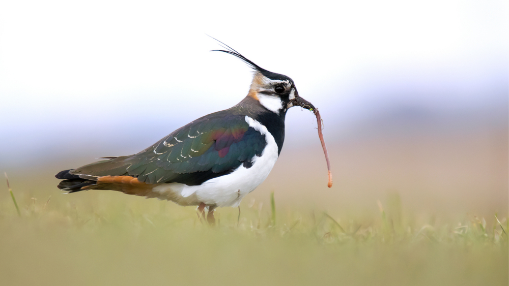Kiebitz - Vogel des Jahres 2024 ©NABU CEWE Thomas Hempelmann