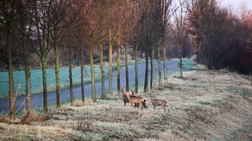 Der ADAC Sachsen gibt Tipps zum Fahren im Herbst - Vorsicht bei Wildwechsel ©Symbolfoto (Pixabay)