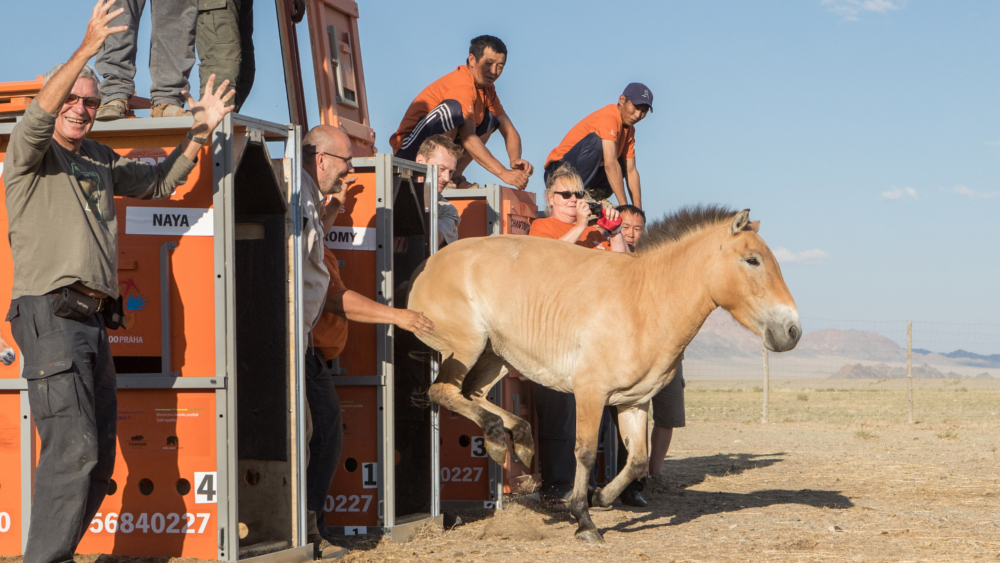 Dank der Erhaltungszucht von Zoos konnten Wildpferde in der Mongolei wieder heimisch werden Auch aus Leipzig waren Tiere dabei ©Zoo Leipzig