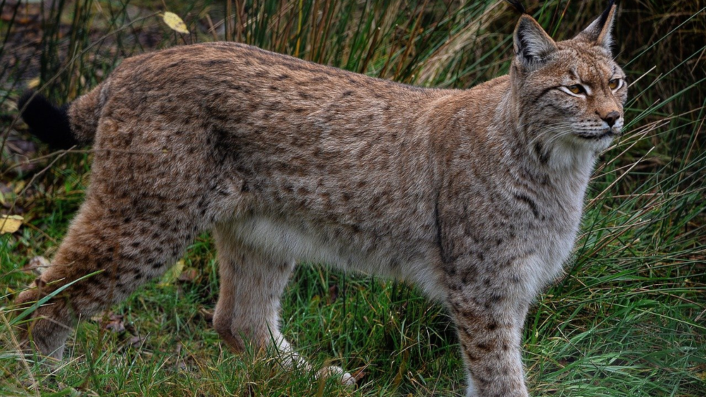 Ab dem Frühjahr 2024 sollen im Rahmen des Projekts »RELynx Sachsen« bis zu 20 Eurasische Luchse in das Erz- und Elbsandsteingebirge ausgewildert werden. ©Symbolfoto (Pixabay)