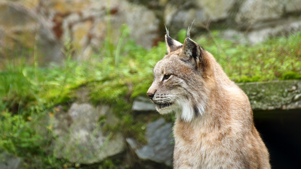 Ab dem Frühjahr 2024 sollen im Rahmen des Projekts »RELynx Sachsen« bis zu 20 Eurasische Luchse in das Erz- und Elbsandsteingebirge ausgewildert werden. ©Symbolfoto (Pixabay)