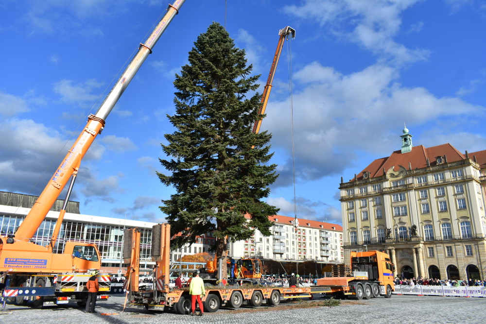 Anheben der Tanne für das Anspitzen des Stammes  Foto: © MeiDresden.de/Mike Schiller