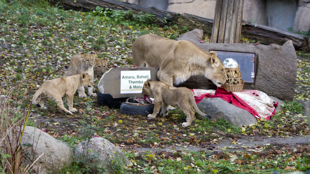 Die Löwenjungtiere im Zoo Leipzig haben heute ihre Namen bekommen © Zoo Leipzig