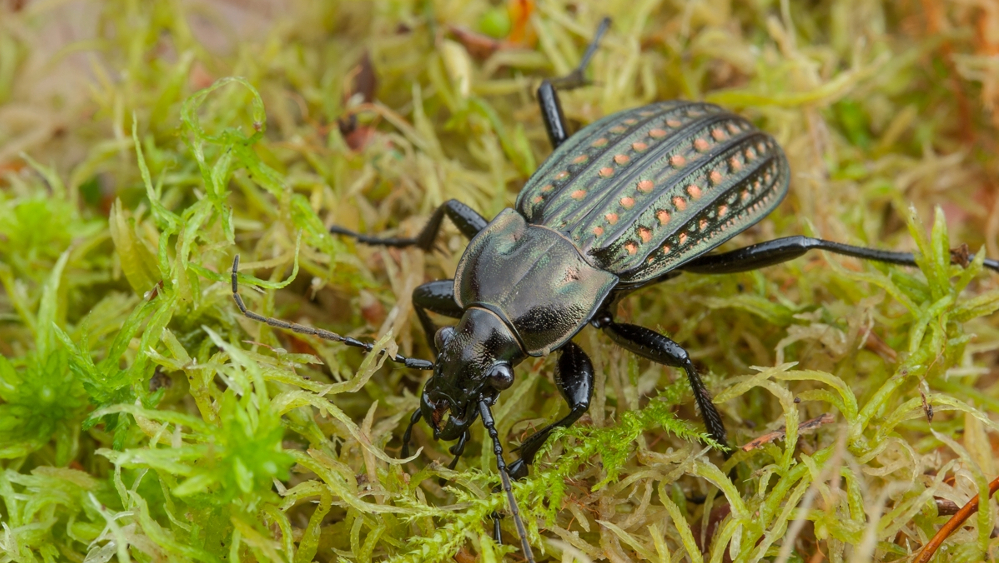 Uferlaufkäfer  (Carabus clathratus) © J. Gebert