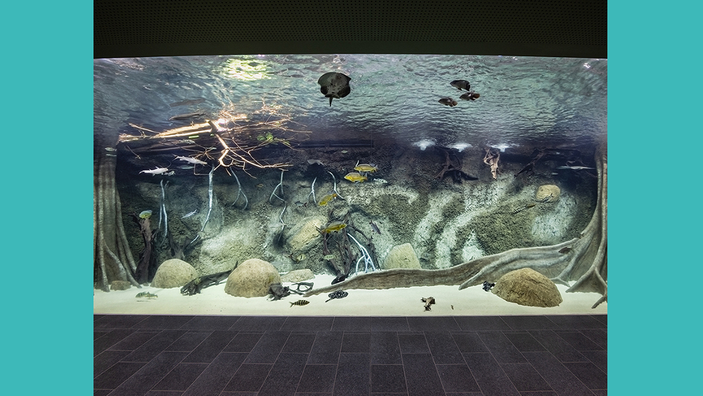 Panoramabecken im modernisierten Aquarium © Zoo Leipzig