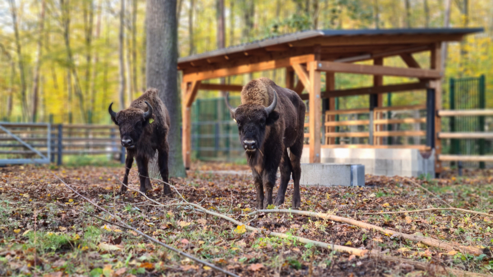 Die beiden Wisente Schorfheinz und Ikari sind die neuen Bewohner im Wildgehege Moritzburg ©Sandra Reiske