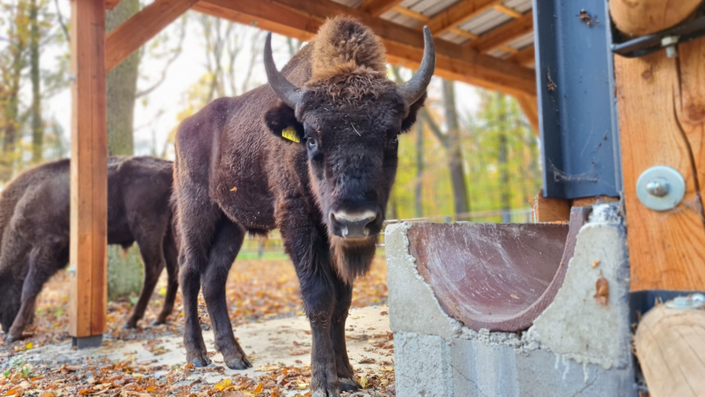 Die beiden Wisente Schorfheinz und Ikari sind die neuen Bewohner im Wildgehege Moritzburg ©Sandra Reiske