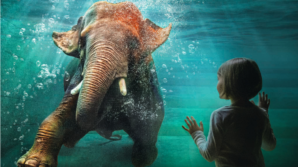 Faszinierendes Erlebnis am Unterwassereinblick warmes Wasser dank Photovoltaik für die Elefanten ©Zoo Leipzig
