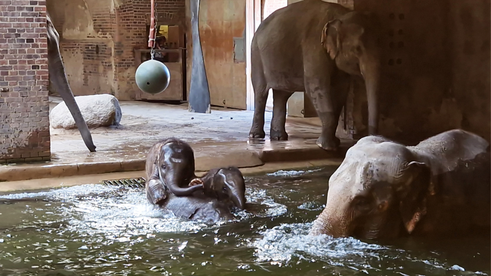 Warmes Badewasser für die Elefanten im Zoo Leipzig mit Photovoltaik ©Zoo Leipzig