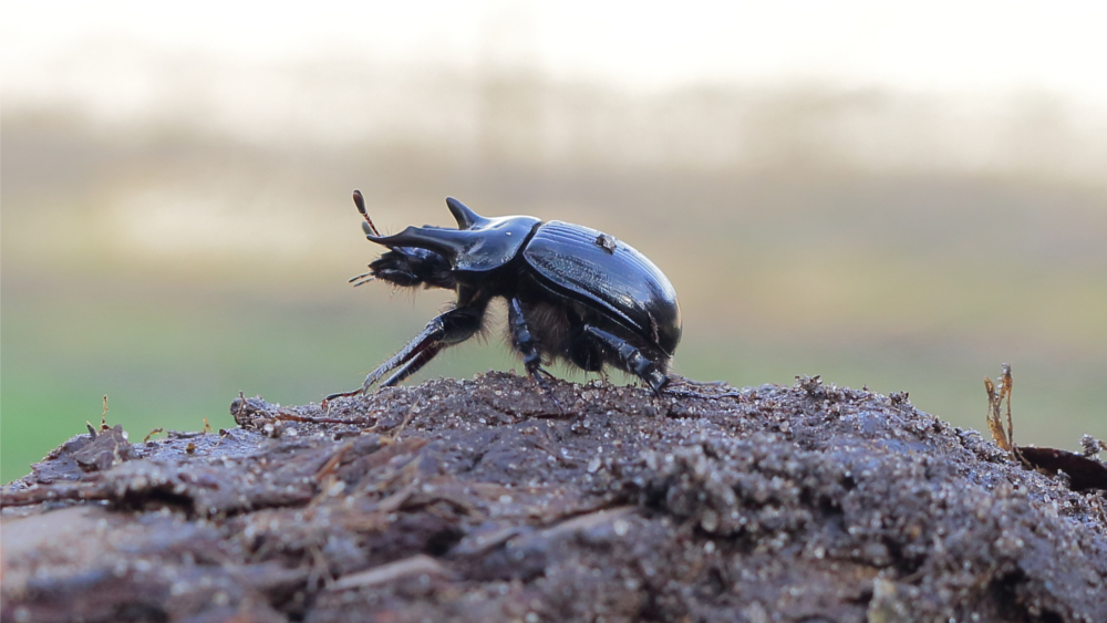 Stierkäfer ©Alexander Gödecke/NABU-naturgucker.de