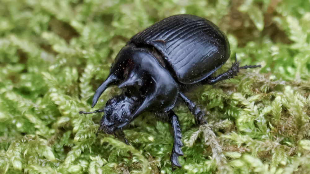 Stierkäfer ©Istvan und Sabine Palfi/NABU-naturgucker.de