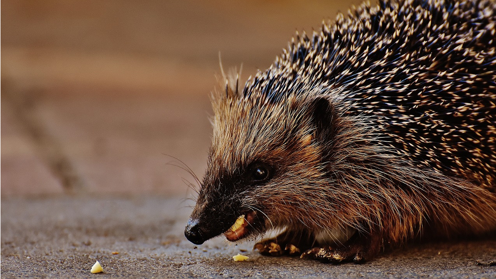 Der Igel ist das Tier des Jahres 2024 ©Symbolfoto (Pixabay)