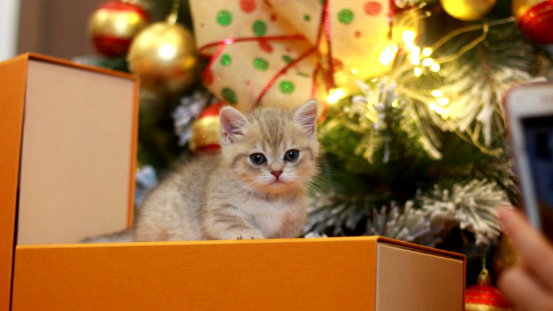 Deutsche Tierschutzbund weißt eindringlich darauf hin, dass Tiere sich nicht als Weihnachtsgeschenk eignen.©Symbolbild (Pixabay)