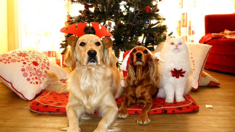 Deutsche Tierschutzbund weißt eindringlich darauf hin, dass Tiere sich nicht als Weihnachtsgeschenk eignen. ©Symbolbild (Pixabay)