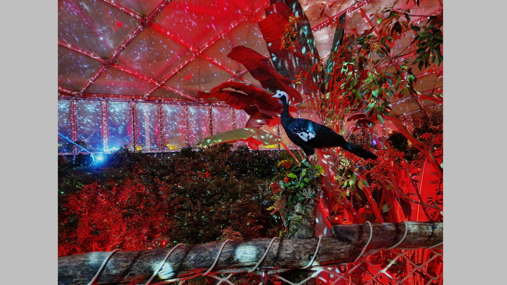 Das Magische Tropenleuchten beginnt am 11 Januar 2024 ©Zoo Leipzig