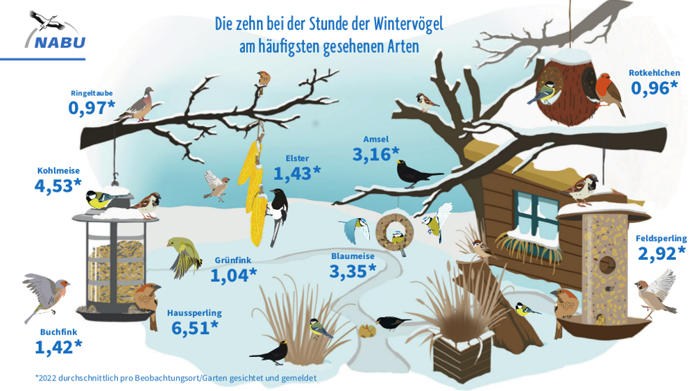 Häufigste Arten bei der Stunde der Wintervögel 2022 ©NABU/ publicgarden