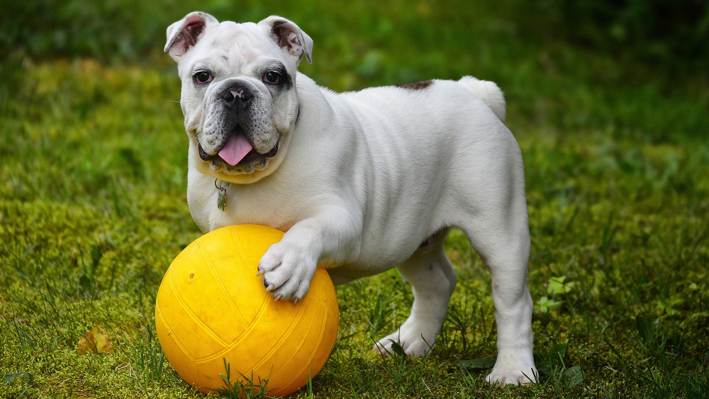 Hundespielzeug – viele unbedenkliche Produkte für den Vierbeiner ©Symbolfoto (Pixabay)