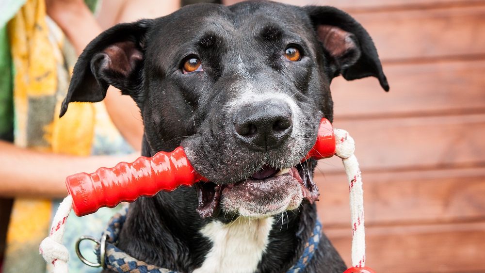 Hundespielzeug – viele unbedenkliche Produkte für den Vierbeiner ©Symbolfoto (Pixabay)