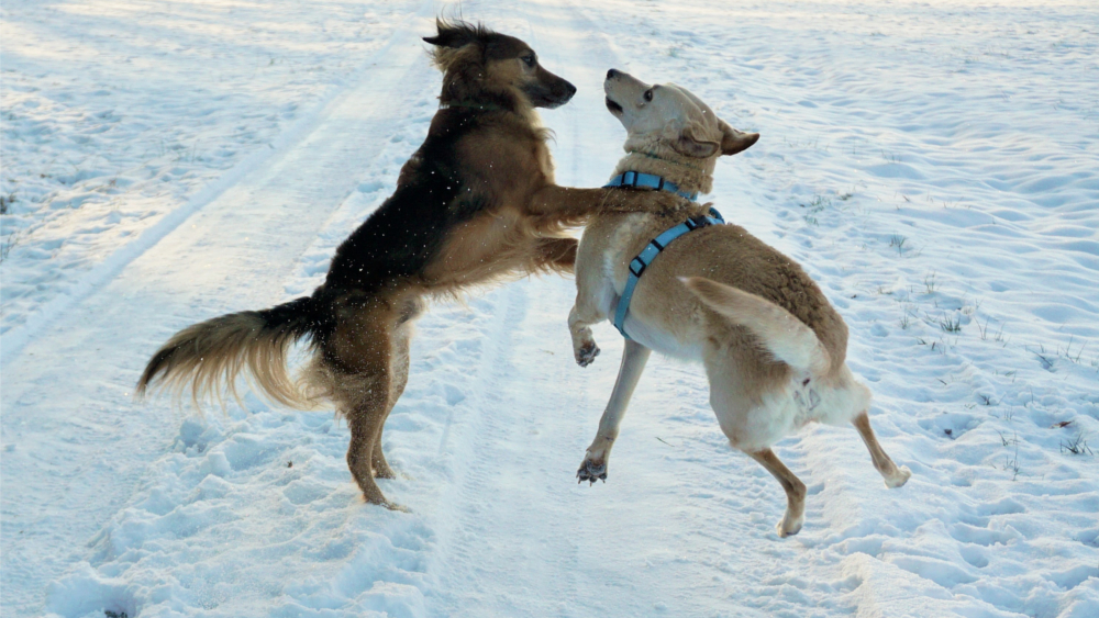Viele Hunde mögen es, im Schnee zu toben  ©Deutscher Tierschutzbund e.V. / Mihali