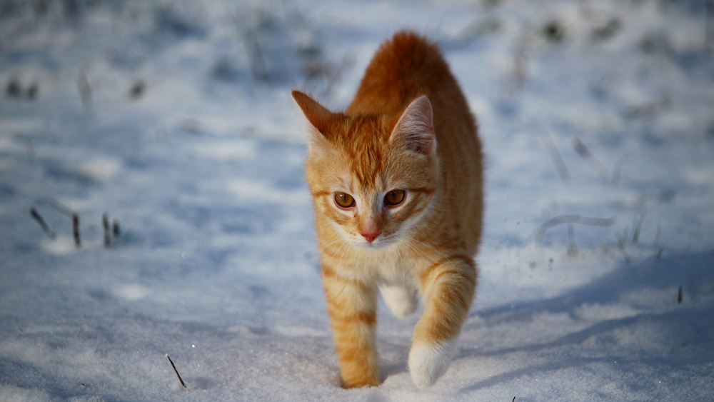 Viele Katzen lieben es auch im Winter draußen herum zu tollen ©Symbolfoto(Pixabay)