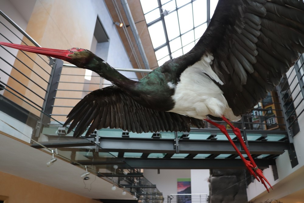Foto: K. Hensel Ein zweites Präparat einer Schwarzstörchin ist samt Horst und Eier im Nationalparkzentrum in Bad Schandau eingeflogen.