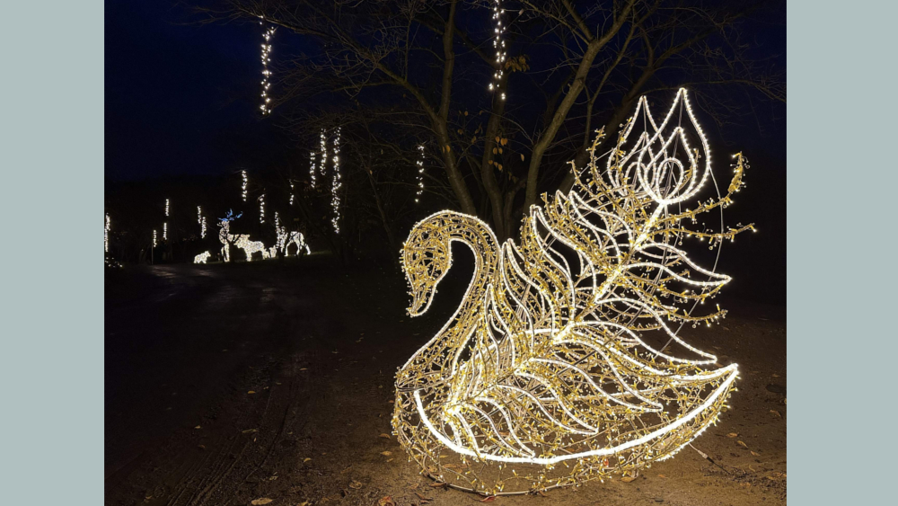 Sonnenlandpark Winter 2023 - 2024 Schwan  ©Tourismusverband Erzgebirge