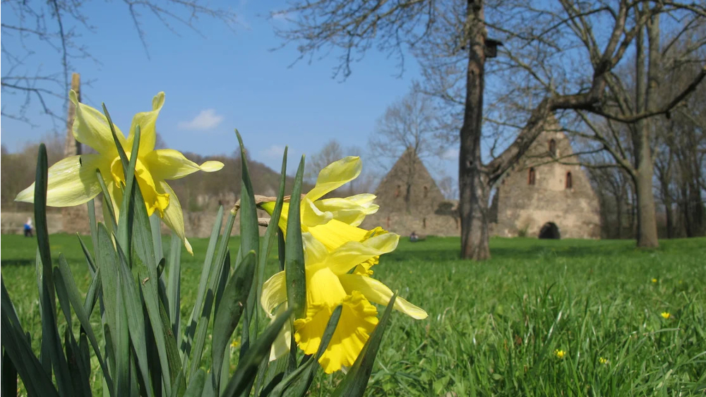 Frühling Schüttgebaeude  Altzella © SBG Sachsen gGmbH