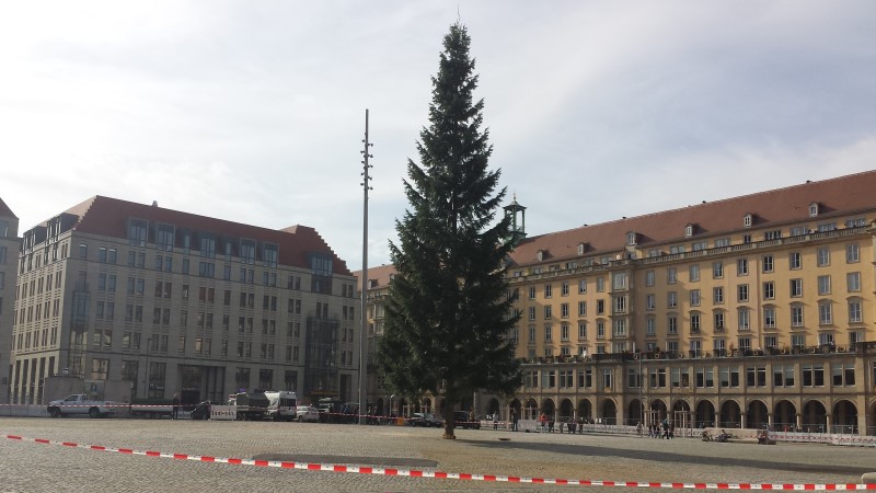 Auch im Jahr 2024 sucht die Stadt Dresden den perfekten Baum für den mittlerweile 590. Striezelmarkt ©MeiDresden.de
