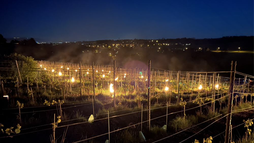 Zum Schutz vor Frost wurden Brenntöpfe im Weinberg aufgestellt ©Lutz Müller, Vorstand DVAAG