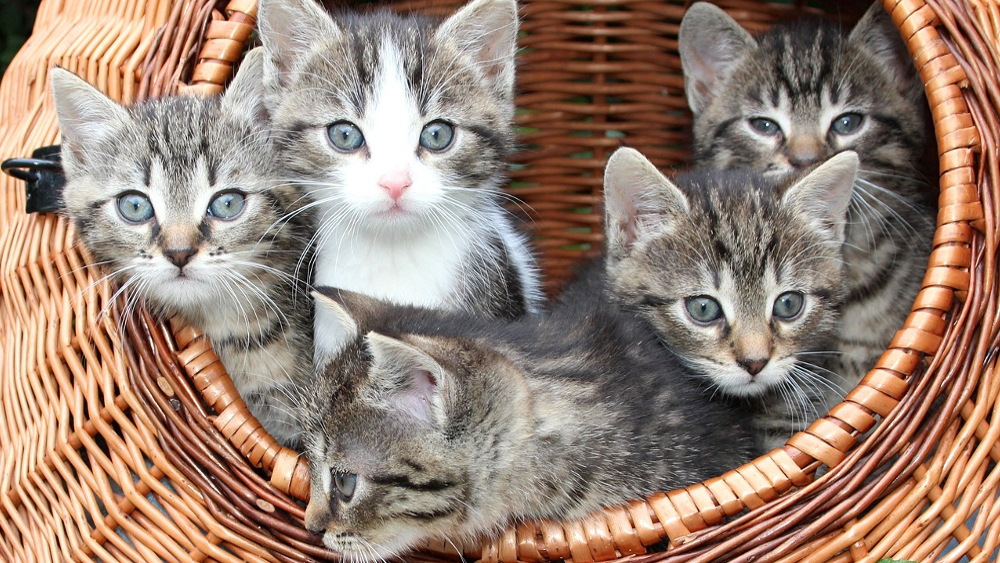 Der Deutsche Tierschutzbund blickt mit Sorge auf die kommenden Monate und eine anstehende „Kätzchenschwemme“ im Frühjahr. ©Symbolfoto (Pixabay)