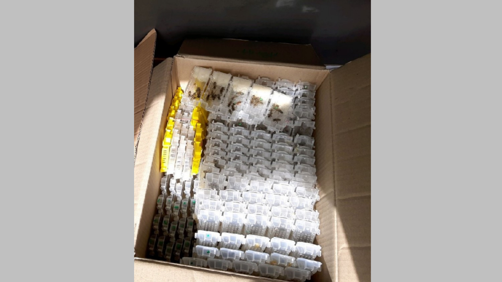 380 Bienenköniginnen in kleinen Plastikboxen ©Hauptzollamt Dresden