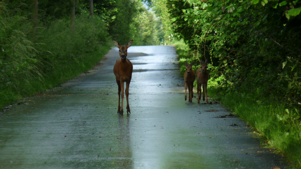 Eine für Tier und Mensch gefährliche Situation, die im Frühling häufig vorkommt: ein Reh, hier mit Nachwuchs, auf einer Straße, die durch ein Waldgebiet führt ©Ehrhardt 