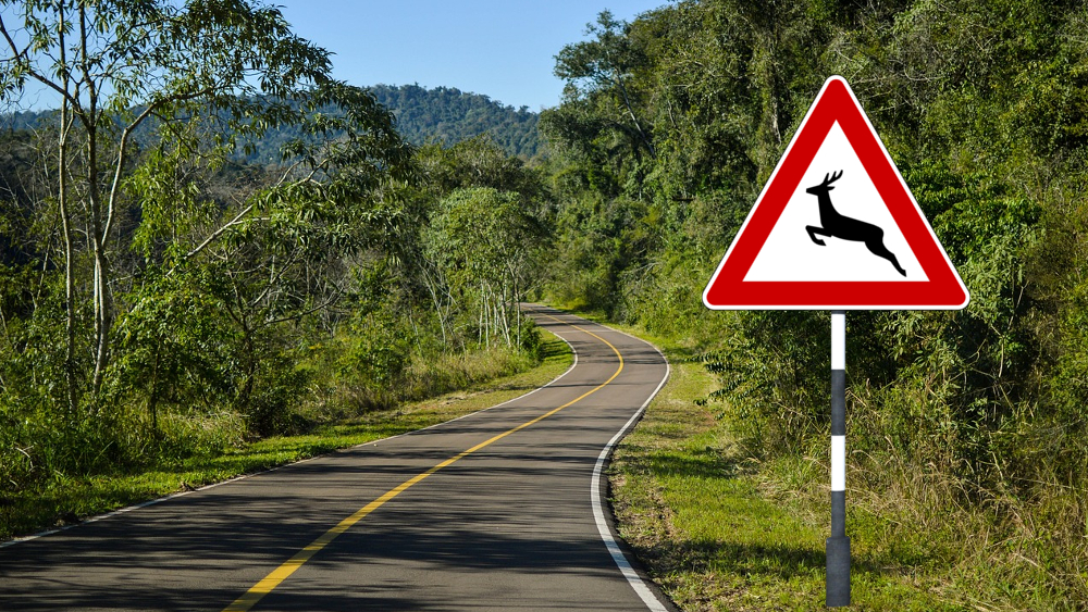 Tierschutzbund warnt vor stärkerem Wildwechsel im April und Mai ©Symbolbild (Pixabay)