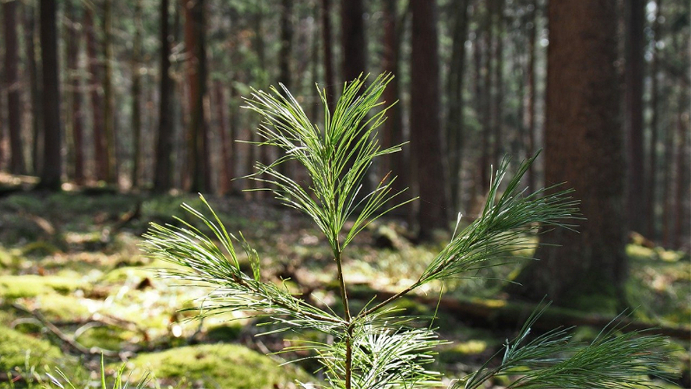 Waldaufforstung in Sachsen macht Fortschritte ©Symbolfoto (Pixabay)