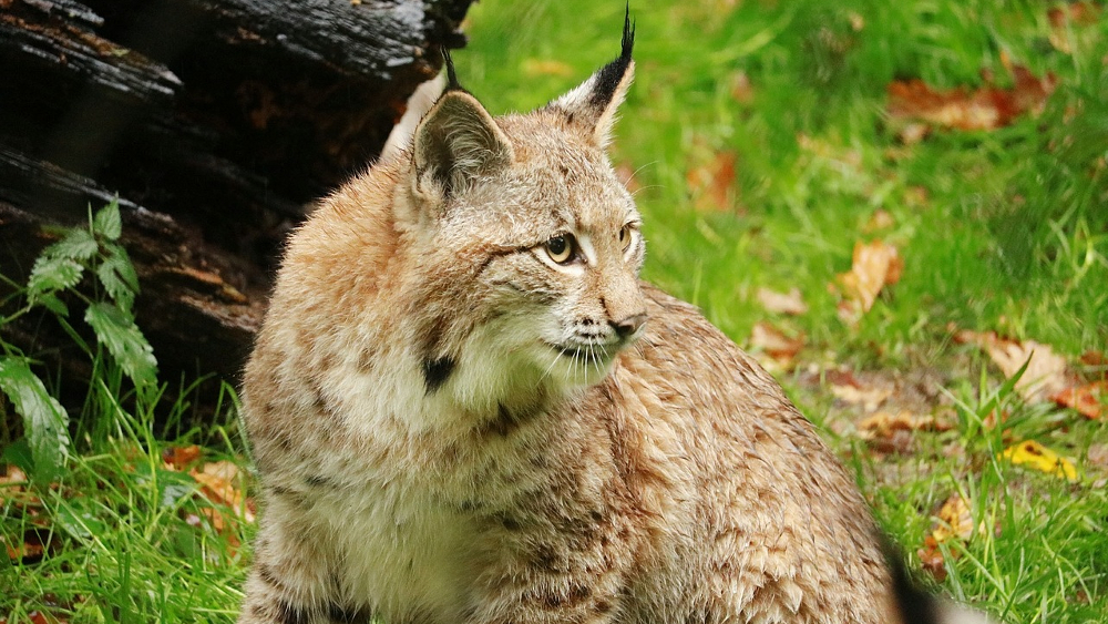 Wildkatze ©Thomas Wilken (Pixabay)