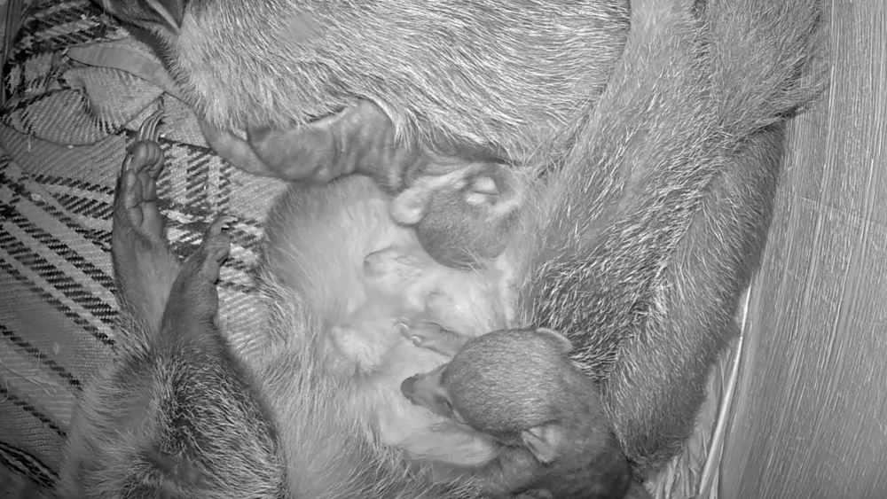 Nasenbärenjungtiere in der Mutterstube © Zoo Leipzig